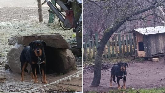 pies, który w gminie Sulęczyno spał w stercie kamieni, zdjęcie przed i po interwencji