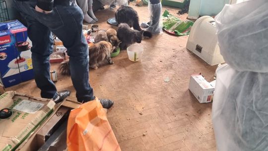 koty uratwane z hodowli w Gdyni