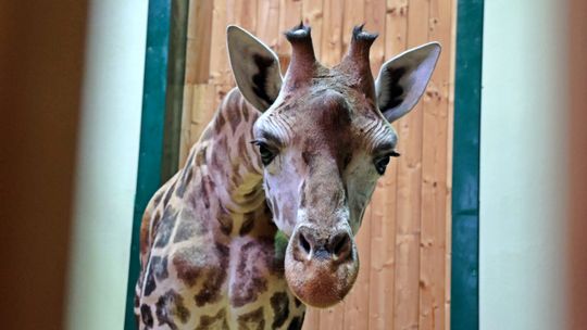 Ivie - nowa mieszkanka oliwskiego ZOO. Do Gdańska przyjechała z Austrii