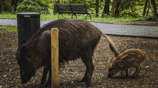 Jak Gdynia chce ograniczyć obecność dzików bez odstrzału? Eksperci mają plan