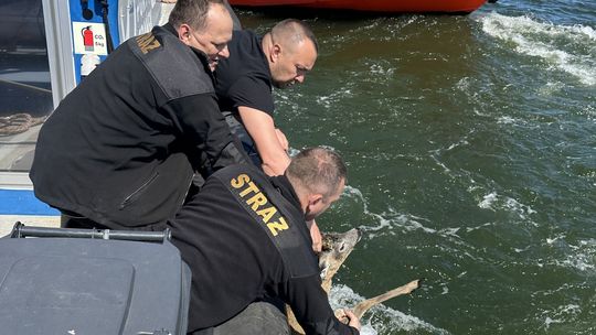 Jelonek wpadł do kanału przy Porcie Gdańsk. Załoga Pioruna znów w akcji