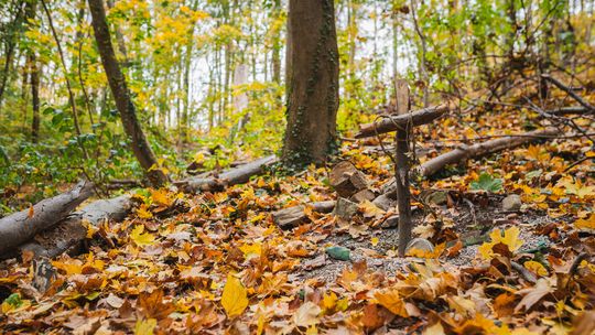 Trójmiejski Park Krajobrazowy, zdjęcie ilustracyjne