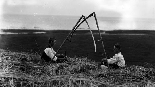 żniwa nad Bałtykiem VII 1932