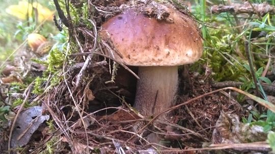 Kaszubów zalicza się do mikofilów, a więc społeczności szczególnie ceniącej grzyby