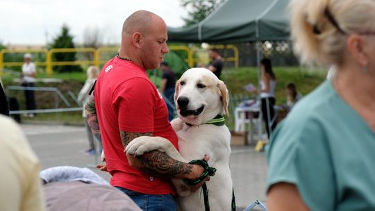 Kaszubska Wystawa Psów Rasowych – National Dog Show w Chojnicach