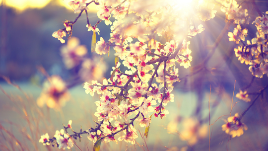 Kiedy wiosna? Marzec przyniesie pogodową huśtawkę