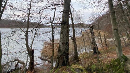 W Kartuzach wytną kilkanaście drzew. Leśna promenada będzie zamknięta