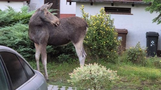 samica łosia, Kosy