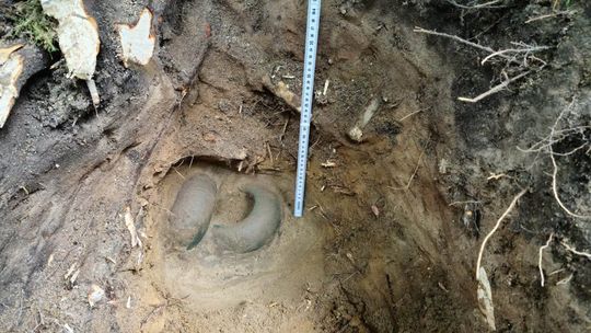 Kolejny archeologiczny skarb sprzed 3 tysięcy lat znaleziony w gdańskich lasach!