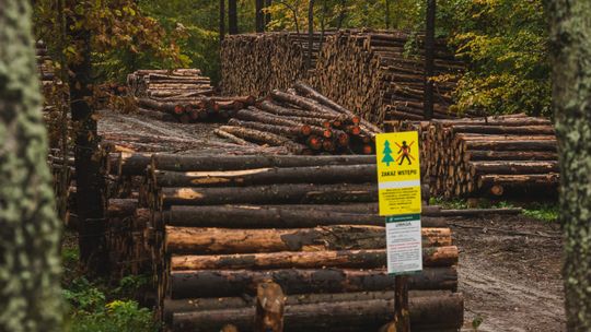 Koniec wycinek w Trójmiejskim Parku Krajobrazowym? Stanowcza reakcja resortu klimatu