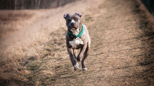 Amstaff