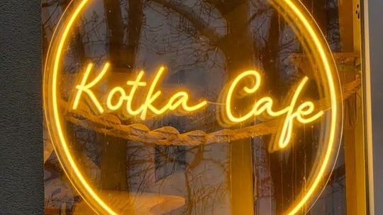 Kocia Kawiarnia Kotka Cafe żegna się z Oliwą. Wktótce przeprowadzka do nowej lokalizacji!
