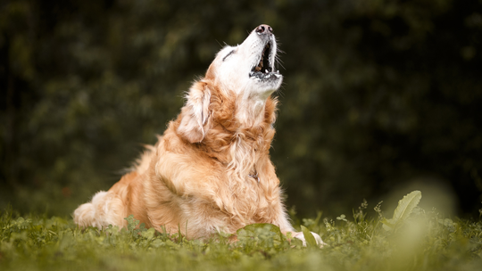 Czy właściciel odpowiada za szczekanie psa? Jest skarga do RPO