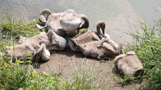łabędź z haczykiem w dziobie uratowany przez służby w Gdańsku