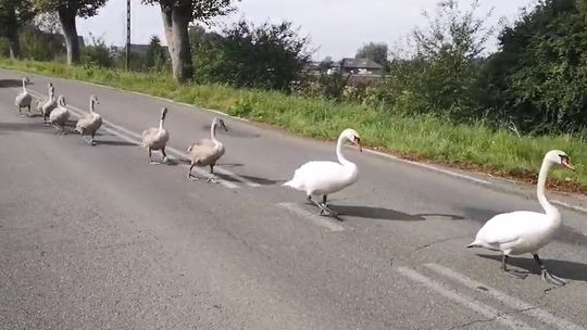Łabędzi patrol na drodze! Rodzinna defilada w Czatkowach zaskoczyła kierowców Łabędzi patrol na drodze! Rodzinna defilada w Czatkowach zaskoczyła kierowców