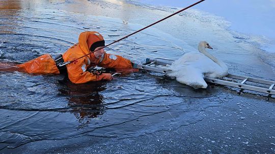 Łabędzie przymarzają do lodu? Nie zawsze. Eksperci tłumaczą, kiedy reagować Łabędzie przymarzają do lodu? Nie zawsze. Eksperci tłumaczą, kiedy reagować