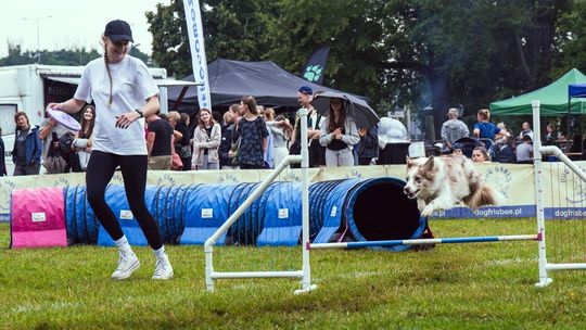Park Kolibki opanowały latające psy. Widowiskowe zawody dogfrisbee w Gdyni