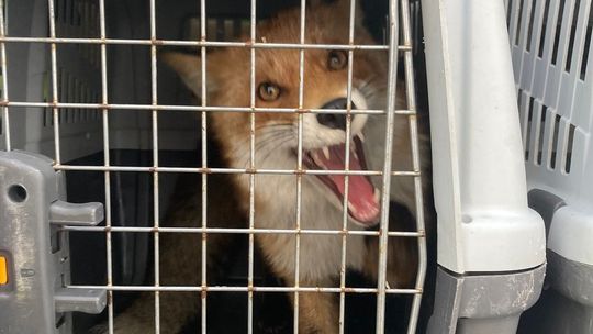 Lis na dachu AmberExpo w Gdańsku. Nietypowa interwencja służb lis z dachu AmberExpo