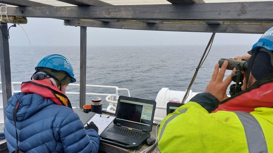 Lodówki, alki, uhle i nurzyki. Monitoring ptaków przy farmie wiatrowej Baltica 2 zakończony