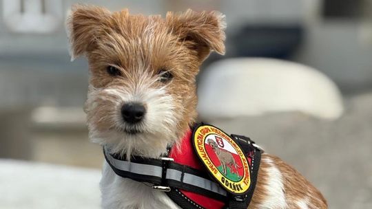 Mała, ale dzielna! Lea nowym psem poszukiwawczym strażaków z Gdańska