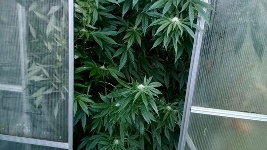 domowa plantacja marihuany w Malborku