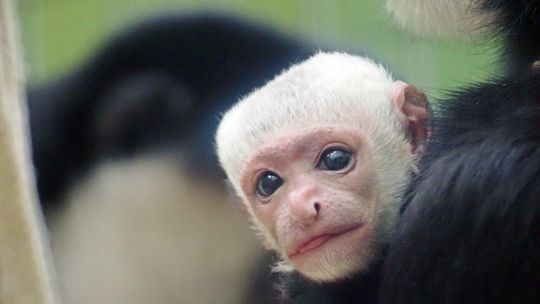 Poznajcie małpę, która nie je bananów i nie ma kciuków. W zoo urodziła się gereza abisyńska małpka