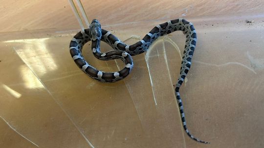 Mały wąż, duże zamieszanie. Gad pełzłał korytarzem szkoły we Wrzeszczu