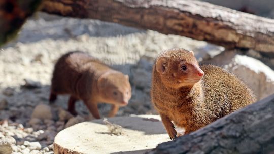 Mangusteczki karłowate - nowi, niezwykle ciekawi lokatorzy gdańskiego zoo