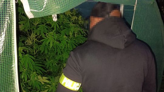 Gdańsk: Marihuanę uprawiali na ogródkach działkowych. Dwóch zatrzymanych