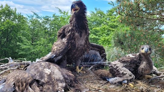 Miał być jedzeniem, został rodziną. Bieliki spod Kartuz wychowują go jak swojego!