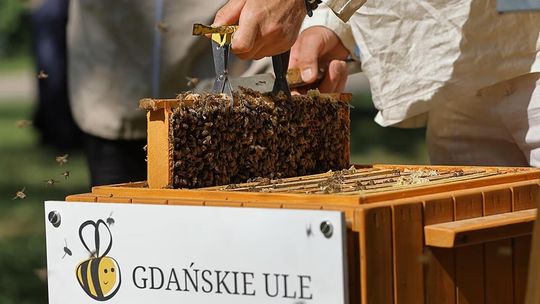 Miasta miodem płynące. Dbamy o pszczoły, ale dlaczego naukowcy mają problem z modą na ule? miejska pasieka w Gdańsku