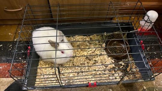 Mieszkaniec Gdyni głodził kota i królika. Interweniowała policja