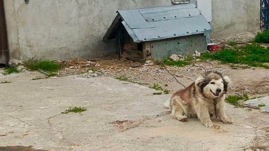 Znęcał się nad psem. Mieszkańcowi pow. wejherowskiego grożą nawet 3 lata więzienia