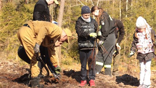 Wspólne sadzenie lasu w Bąckiej Hucie. Mieszkańcy i leśnicy połączyli siły Wspólne sadzenie lasu w Bąckiej Hucie. Mieszkańcy i leśnicy połączyli siły