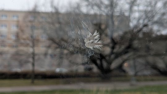 Na jednego mieszkańca Polski średnio przypada 5 ptaków. Po każdym Sylwestrze trochę mniej