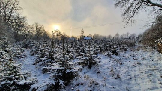 Nadleśnictwo Kartuzy zaprasza po choinki! Wybierz i sam wytnij drzewko na święta