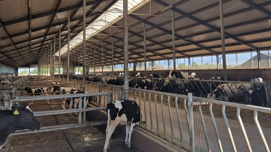 Nowoczesna hodowla bydła mlecznego na Pomorzu. Cieszymowo liderem w kraju