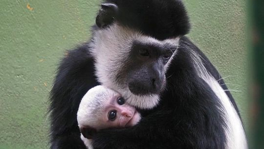 Narodziny w gdańskim zoo. Na świat przyszła śnieżnobiała małpka