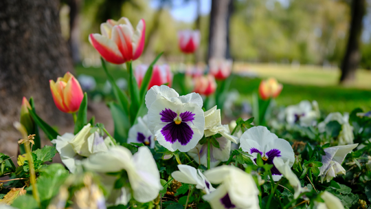 Naturalna wiosenna łąka w ogrodzie - z bratkami w roli głównej