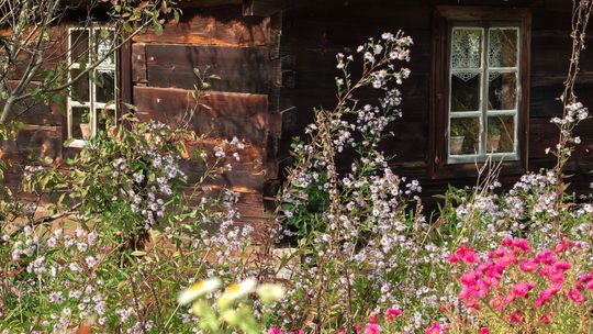 Naukowo o konopiach. Reaktywacja oddziału Stowarzyszenia Inżynierów i Techników Ogrodnictw
