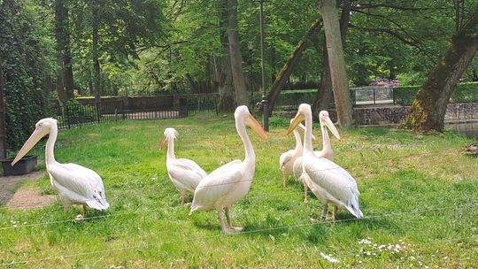 Z PERKOZEM odkrywaj parki zdrowia oraz miejsca prozdrowotne w Pomorskiem. Opłaci się! park Majkowskiego w Wejherowie