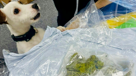 Nie ma mocnych na Lolę. Tym razem udaremniła przemyt ponad 5 kg marihuany pies celny Lola w akcji