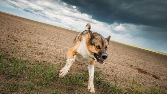 Nie szczepisz psa przeciw wściekliźnie? Policja może zapukać do drzwi