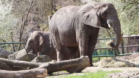 Nie żyje najstarsza słonica afrykańska gdańskiego zoo. Katka miała 56 lat