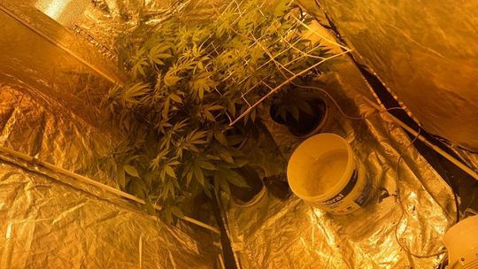 Nielegalna plantacja konopi w gminie Człuchów. 22-latek przyznał się do winy