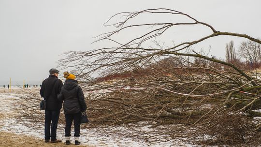 Nowe nasadzenia w miejscu nielegalnej wycinki 55 drzew? Tego chcą radni KO z Gdańska