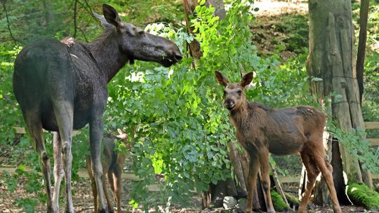 Nowe zwierzęta w gdańskim zoo. Egzotyczne barasingi, sitatunga i małe łosie już na wybiegach