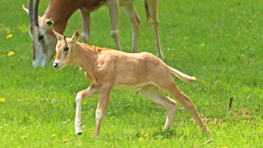 Nowi mieszkańcy gdańskiego zoo. Urodziły się zebry i oryks szablorogi