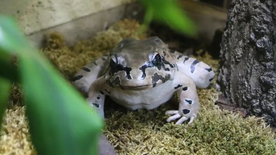 Kurczaki górskie zamieszkały w gdańskim zoo. „Cenny gatunek”