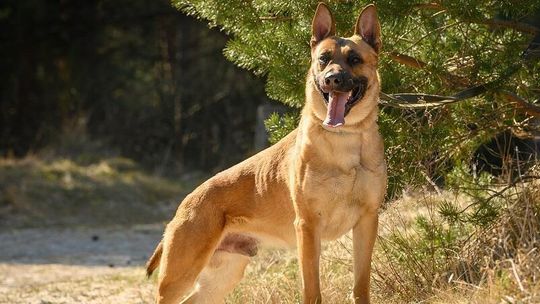 Nowy funkcjonariusz na czterech łapach. Scooby zasilił lęborską policję Scooby, nowy pies służbowy lęborskiej policji